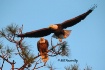 Eagle Watching He...