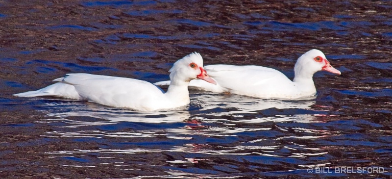 lesser snow geese?