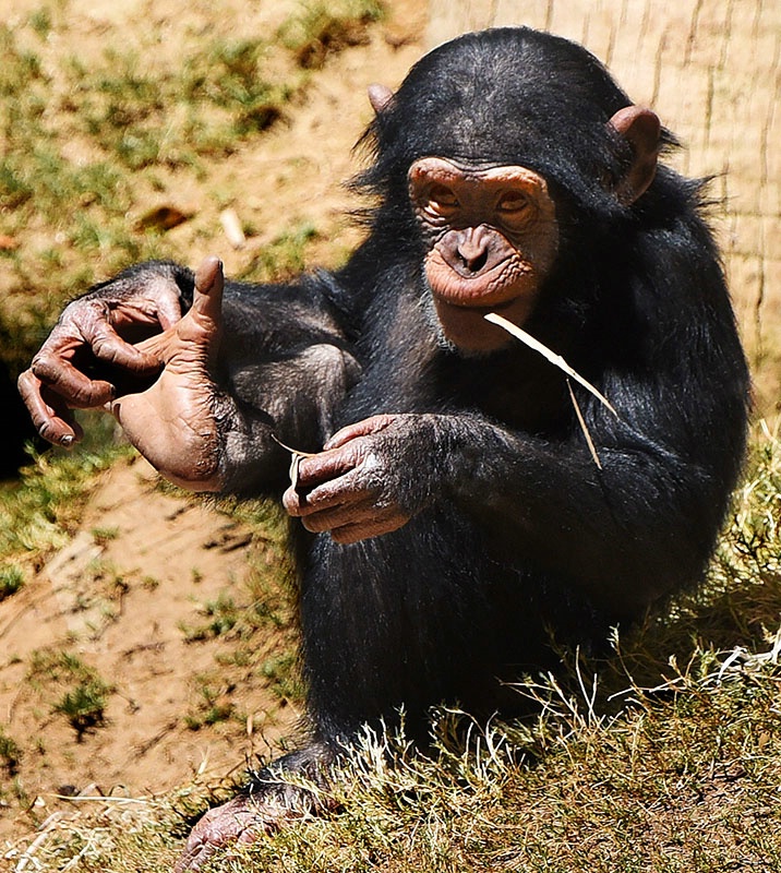 Foot Tickler