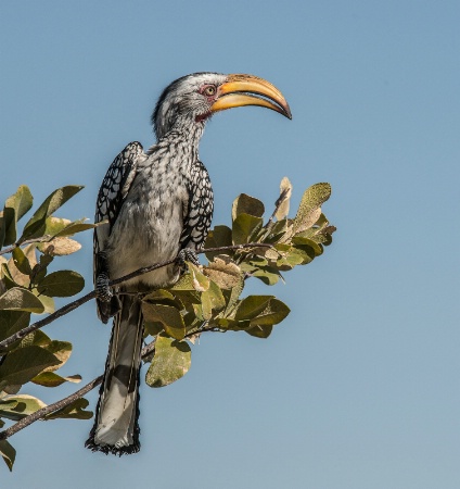 Southern Yellow Billed Hornbill