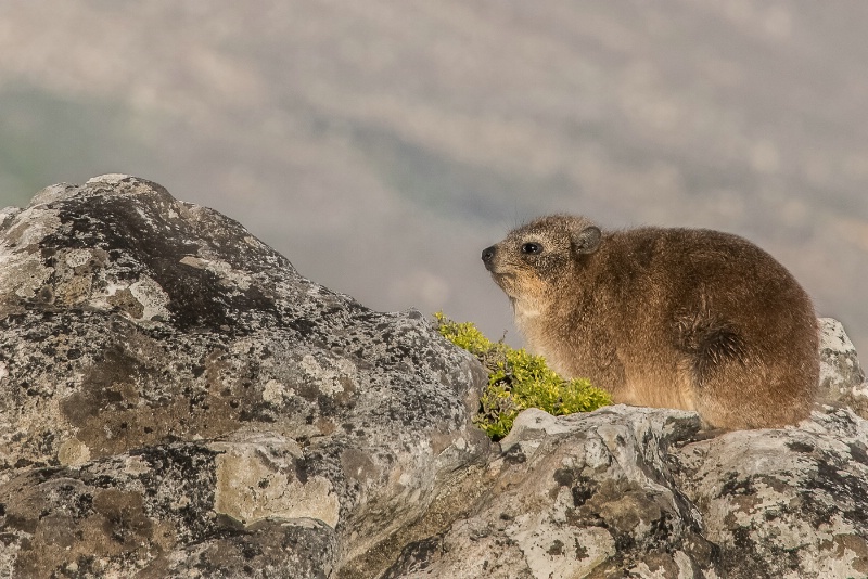 Dassie