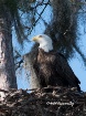 Eagle watching fr...