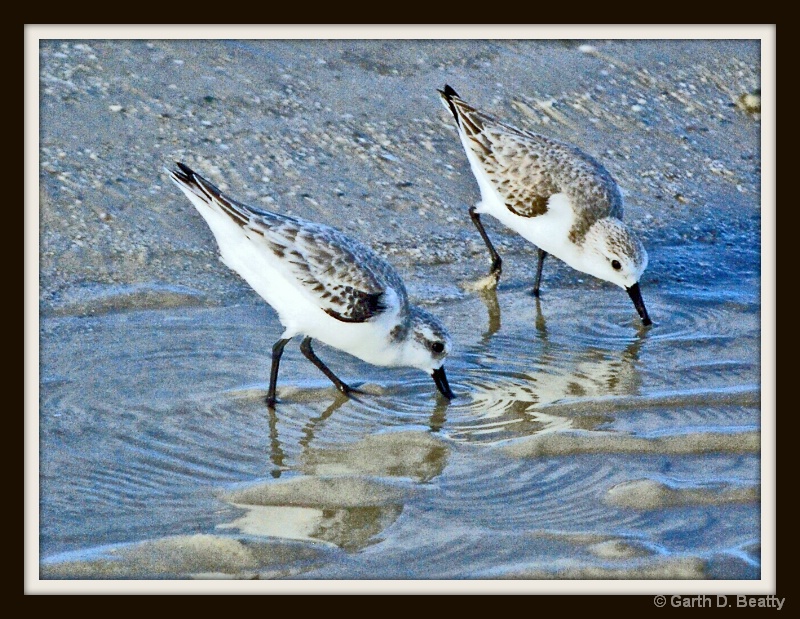 Florida - Beach Birds
