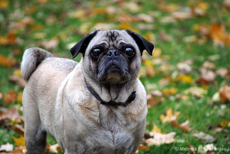 Fawn Pug