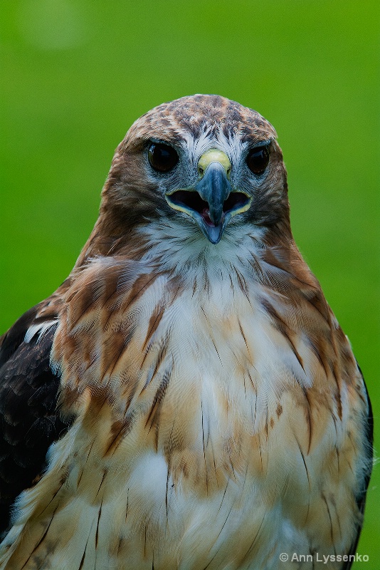 "Yes, I am a Hawk!"