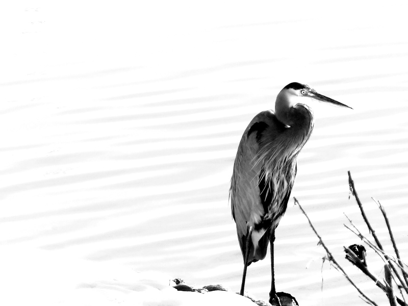 Blue Heron