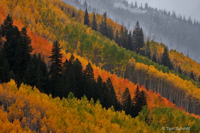 Aspen Autumn