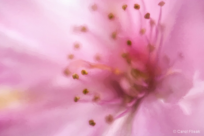 Impressions in Pink - ID: 15042448 © Carol Flisak