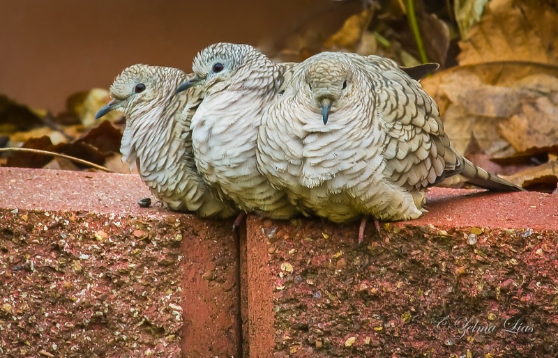 Three Inca Doves