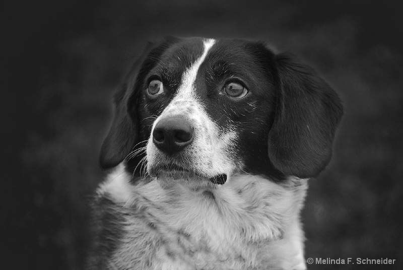 Blue Tick in Black and White