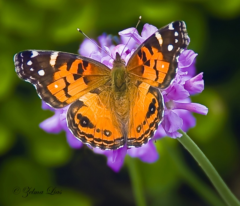 Painted Lady Butterfly 