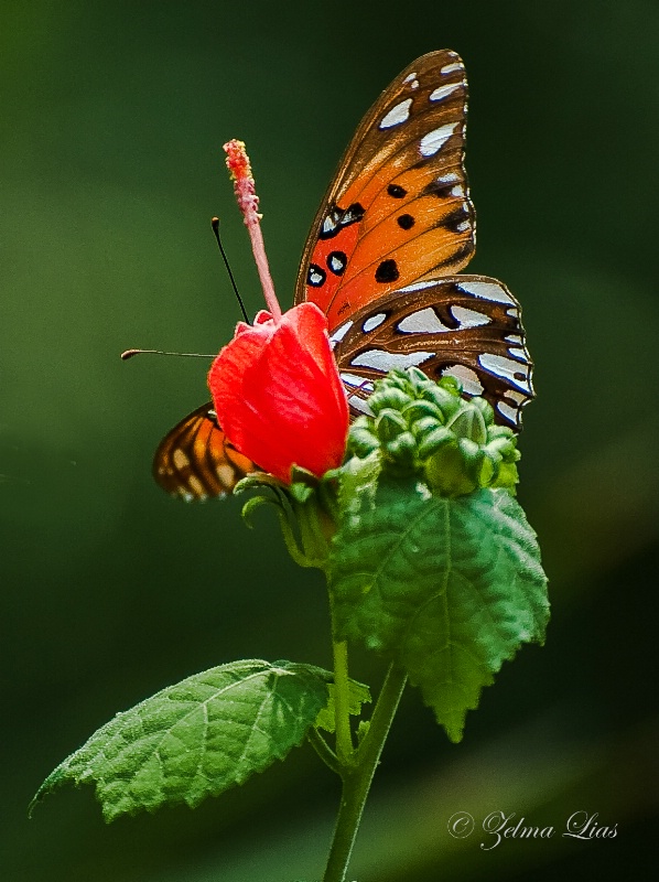 Gulf Fritillary Butterfly on Turk's Cap