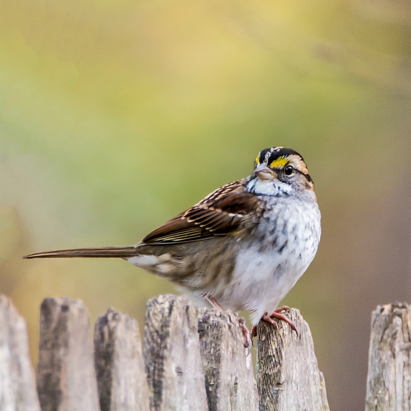 White Throated Sparrow