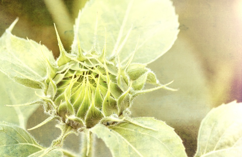 Fairytale Sunflower Bud