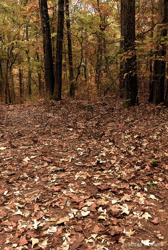 Path of Fallen Leaves