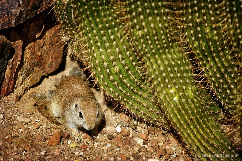 Ground Squirrel and Cactus