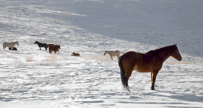 Horses in Snow 