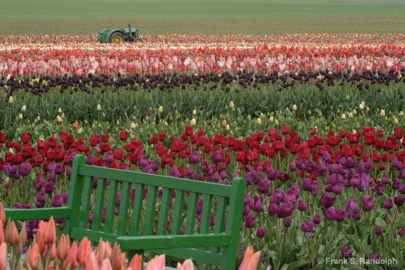 The Tulip Farm