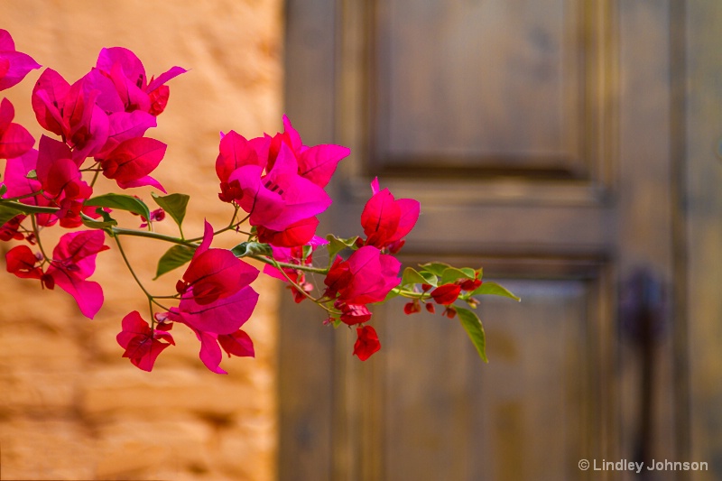 Bougainvillea