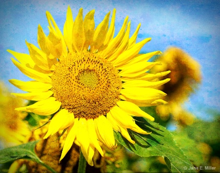 Sunflower on a Sunny Day!
