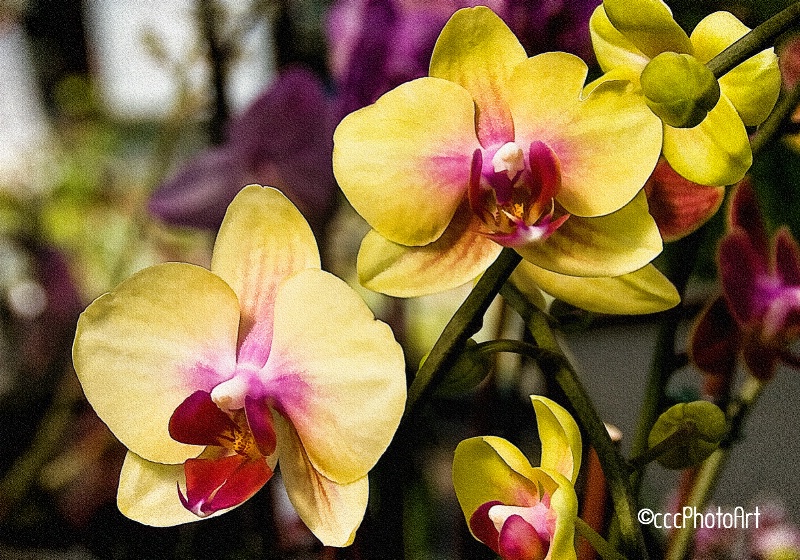 Sunshine Orchids - ID: 15044568 © Candice C. Calhoun
