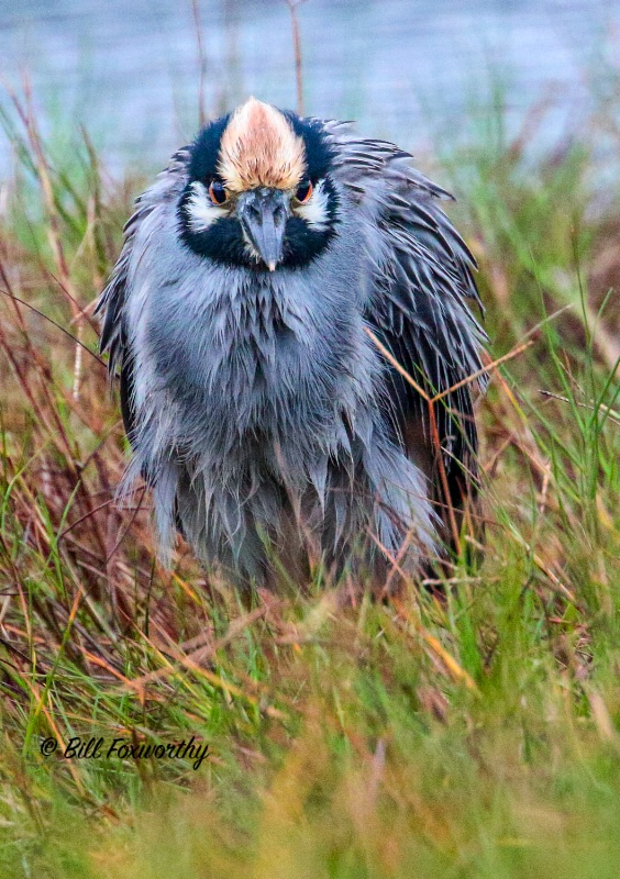 Yellow Crowned Night Heron