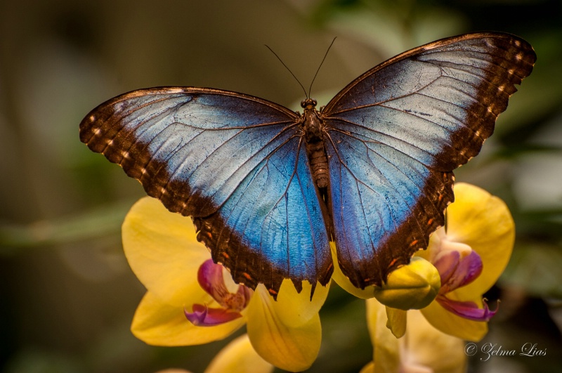 Blue Morpho Beauty