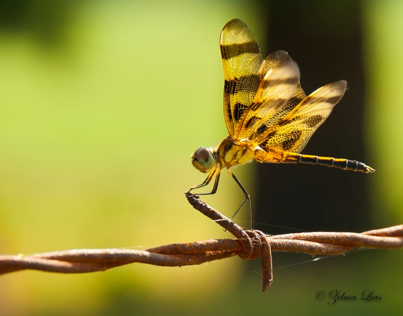 Dragonfly on Barbed Wire