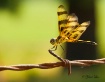 Dragonfly on Barb...