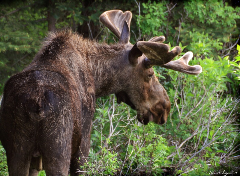 ~ Wyoming Moose ~