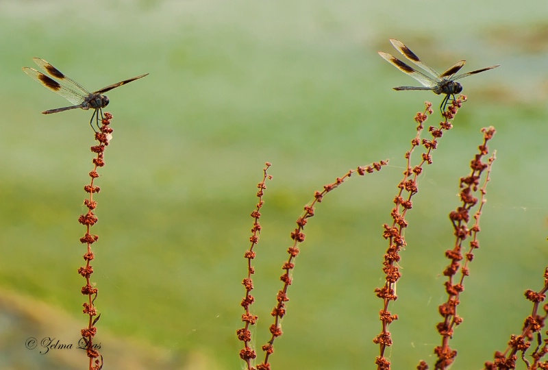 Two Dragonflies on Lakeside Plants
