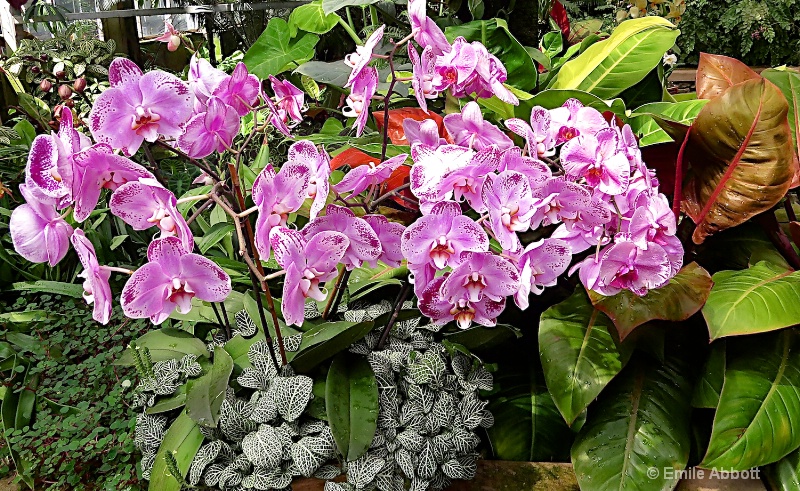 Orchids - ID: 15044663 © Emile Abbott
