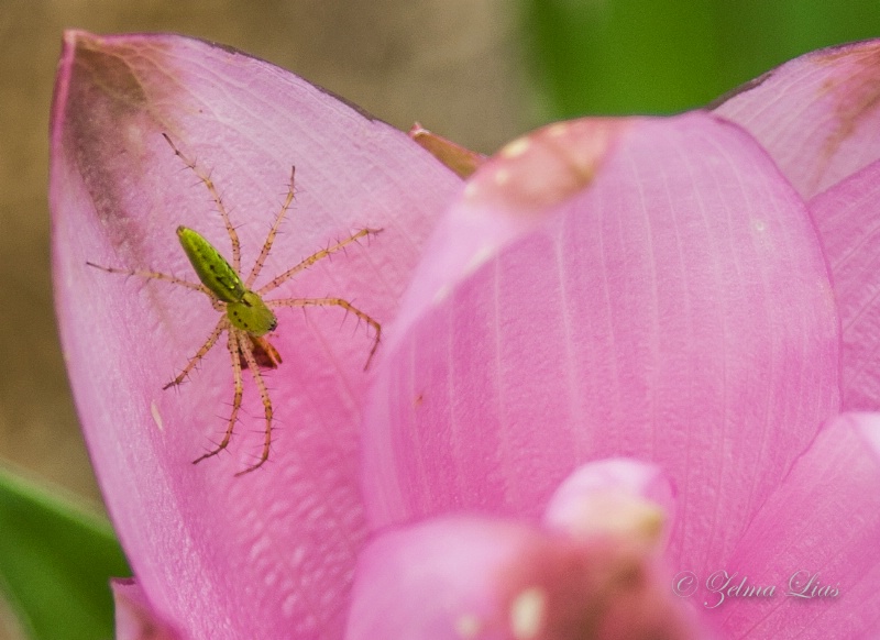 Pretty Place to Rest for this Green Lynx Spider
