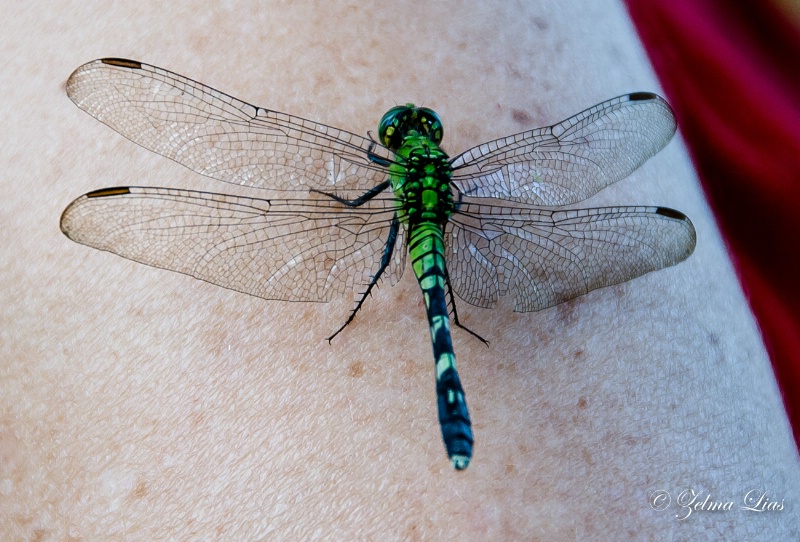 Intricate Wing Design