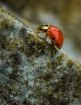Lady Beetle Conqu...