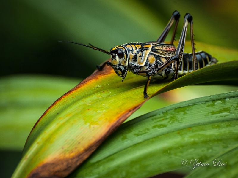 Eastern Lubber Grasshopper