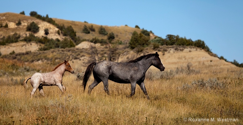Roan mare and foal