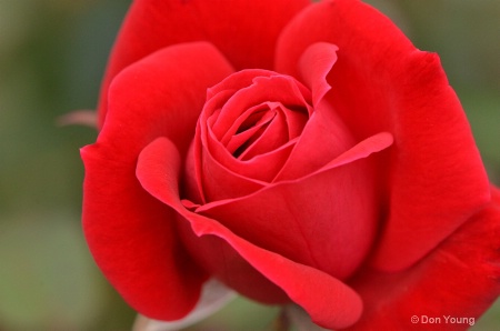 Red Rose