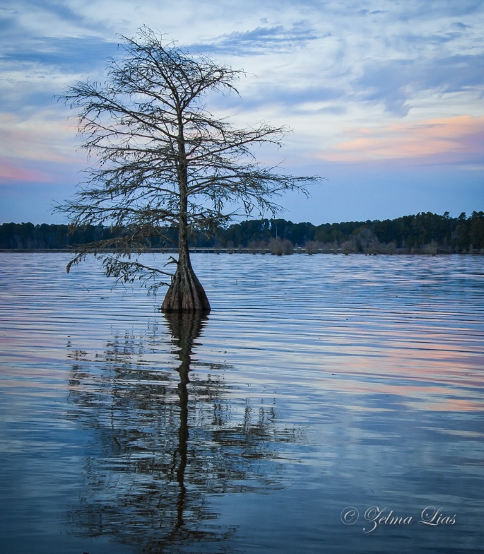 Bald Cypress In the Evening Glow