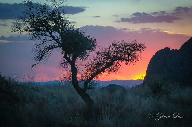 Tree Against the Evening Sky at Big Bend