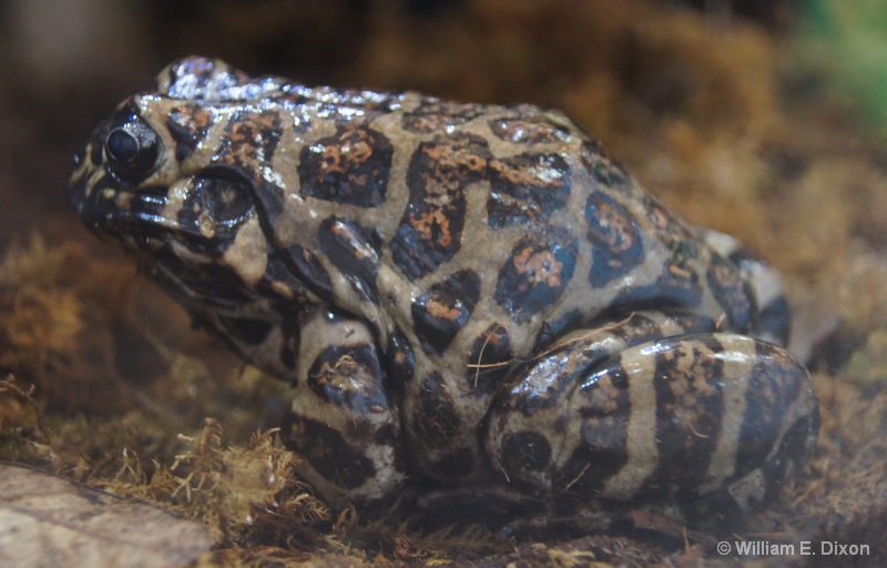 Red-Spotted Burrowing Frog