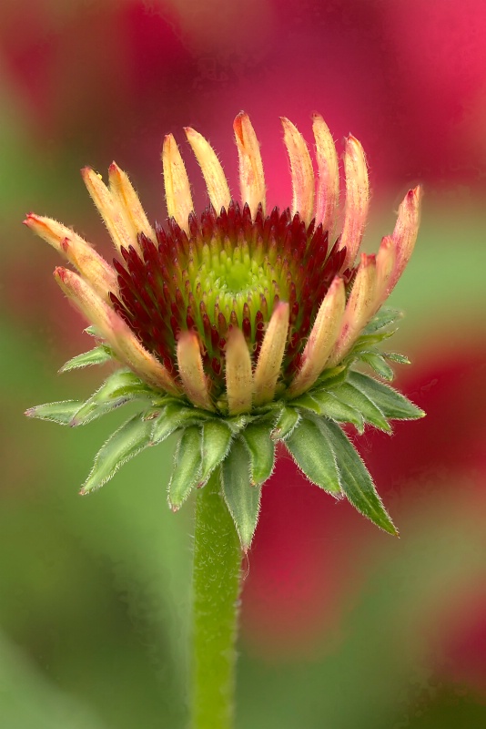 Cone Flower Bud