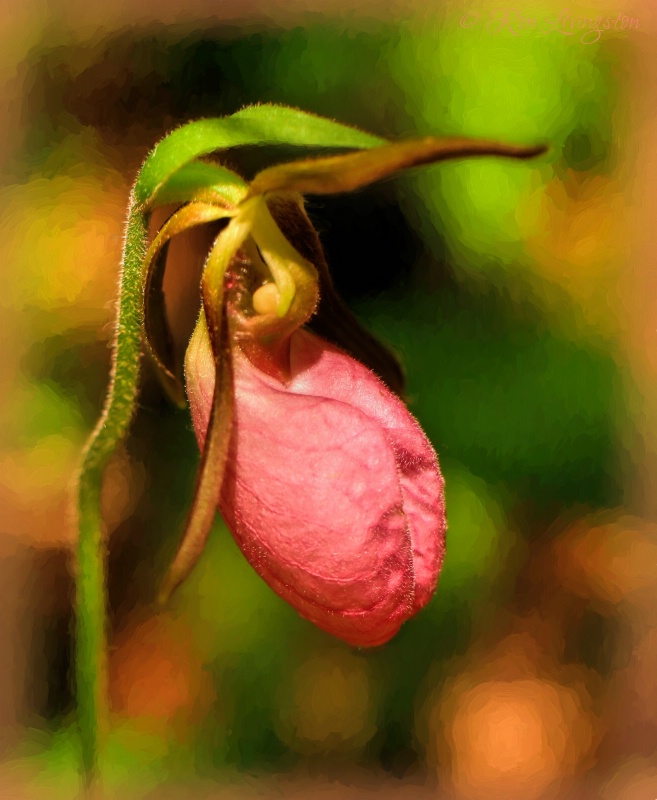 Pink Lady Slipper