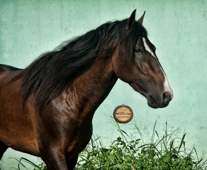 Horse Portrait - ID: 15044892 © Viveca Venegas