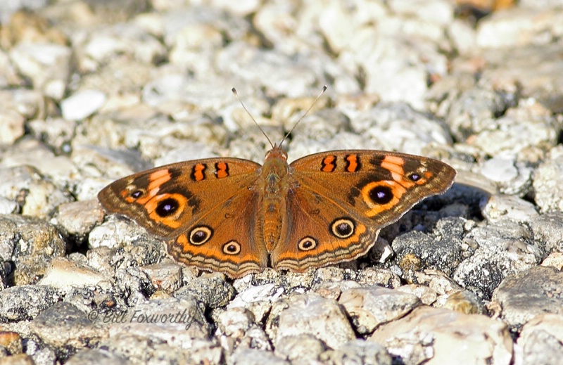 Mangrove Buckeye Butterfly