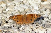 Mangrove Buckeye ...