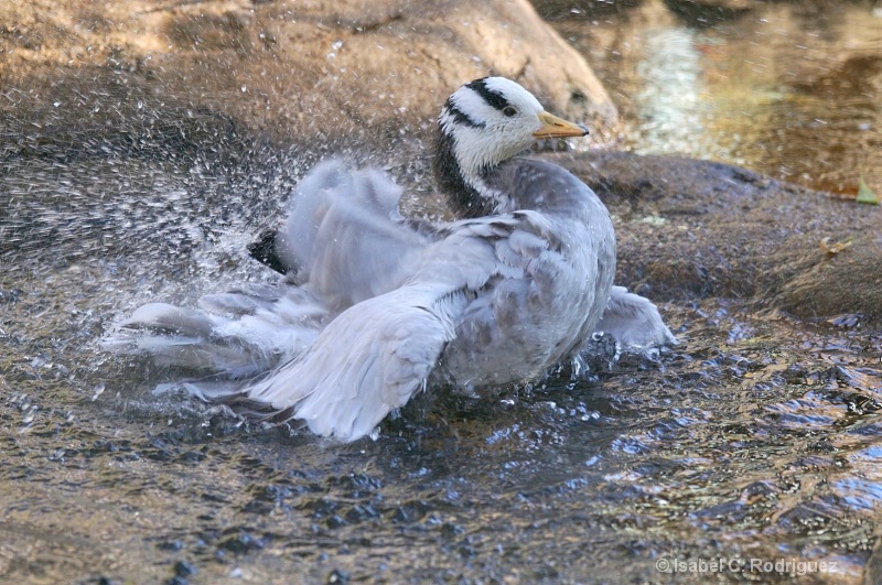 Bar-headed Goose Splashes (C)