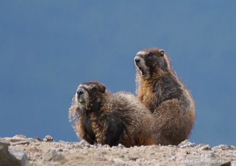 Shocked Marmots