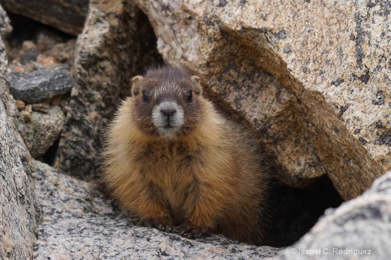 Out of Hiding Marmot