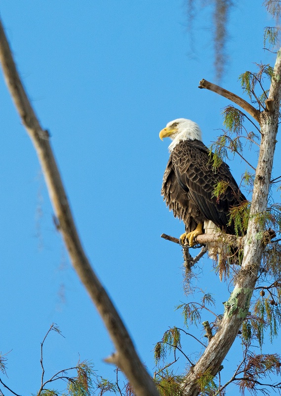 Eagle # 19 - ID: 15045952 © Michael Cenci